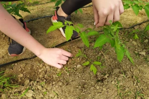Koju negu zahteva paradajz za dobre prinose?