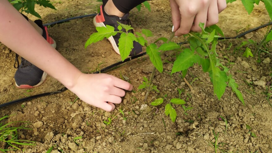 Koju negu zahteva paradajz za dobre prinose?
