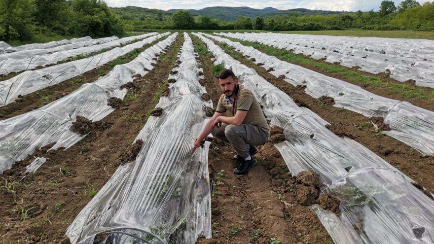 Prednosti uzgoja lubenica u plastenicima i niskim tunelima