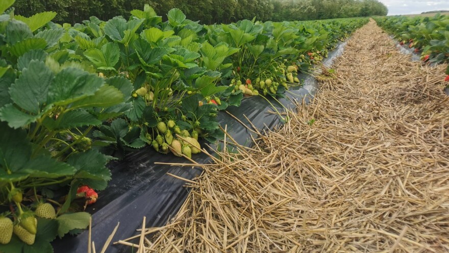 Sadnja jagoda u avgustu - berba u maju