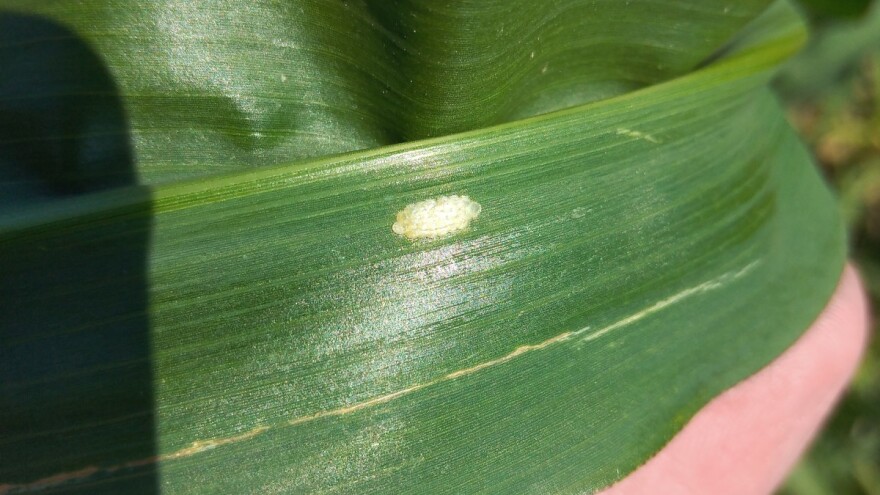 U toku polaganje jaja prve generacije kukuruznog plamenca