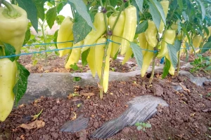 Visoke temperature smanjuju prinos paprike: Kako je zalivati?