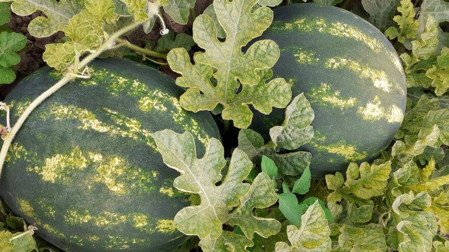 Kreće berba neretvanskih lubenica: Trgovački lanci otvorite prostor za domaću