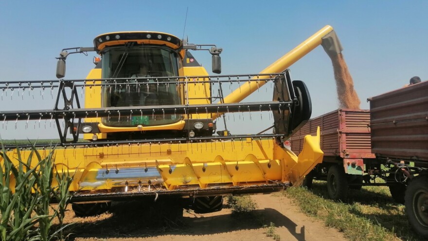 Prvi ugovori za pšenicu novog roda - od 20,8 do 21 dinar za kilogram