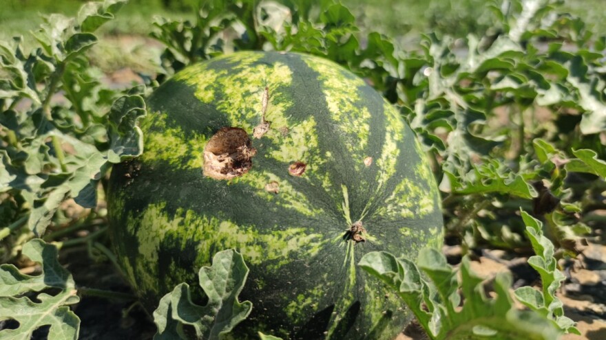 Za osiguranje usjeva, životinja i biljaka 150 milijuna kuna, objavljen nacrt natječaja