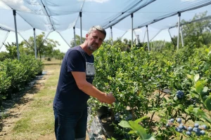 Perovići očekuju rod borovnice oko četiri tone, uprkos postojećim izazovima
