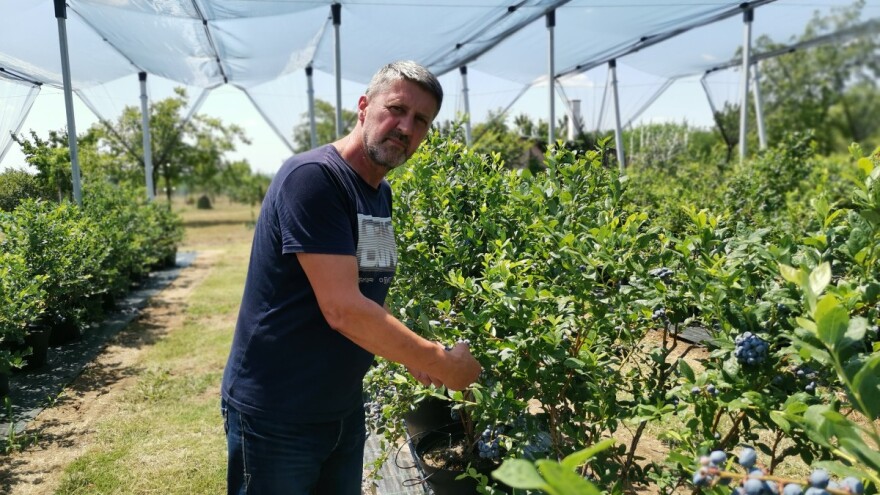 Perovići očekuju rod borovnice oko četiri tone, uprkos postojećim izazovima