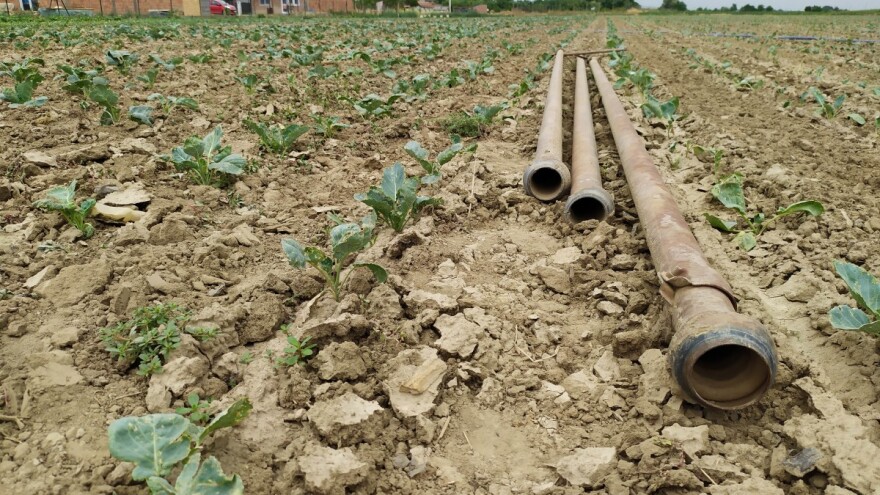 Povrće ugroženo, ali ne treba preterivati ni sa navodnjavanjem?