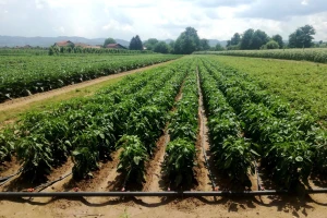 Sa kanalićima između redova i navodnjavanjem paprika lakše podnosi visoke temperature