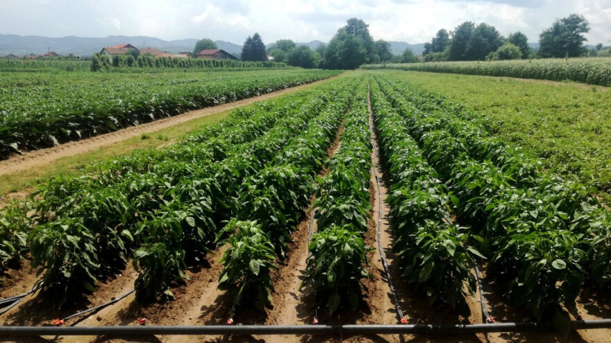 Sa kanalićima između redova i navodnjavanjem paprika lakše podnosi visoke temperature