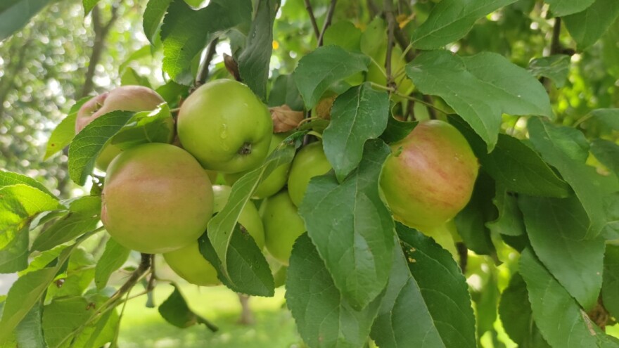 Američki znanstvenici razvijaju tehnologiju za sprječavanje ožegotina na jabukama