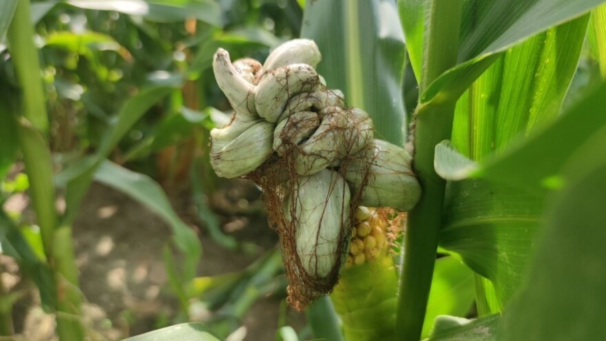 Mehurasta gar kukuruza - kod nas bolest, u Meksiku poslastica