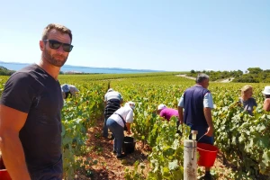 Adam Kromer iz Zmajevca predvodi berbu grožđa u Kraljevskim vinogradima