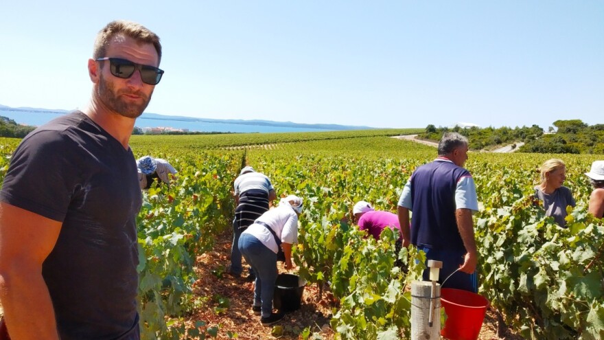 Adam Kromer iz Zmajevca predvodi berbu grožđa u Kraljevskim vinogradima