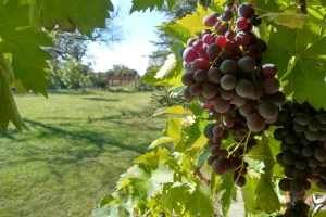 Kaberne fran - otporan na sivu plesan daje vina cenjena na tržištu