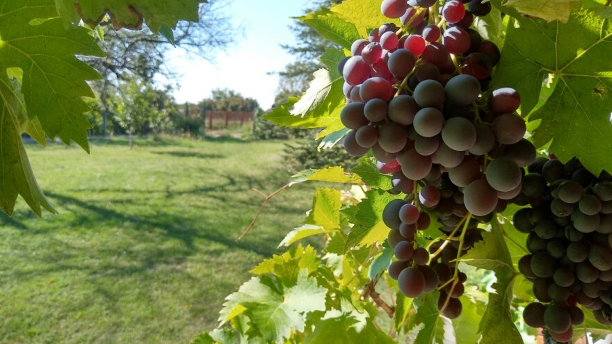 Kaberne fran - otporan na sivu plesan daje vina cenjena na tržištu