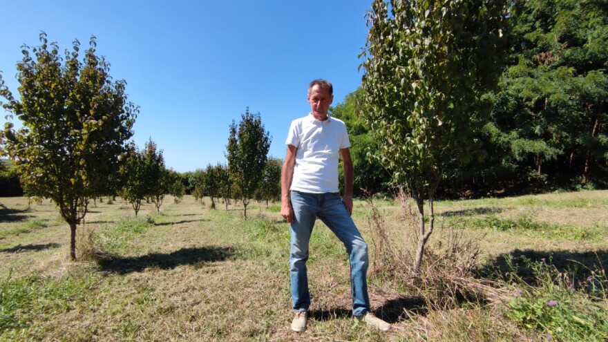 Drijen, novo-staro voće koje članovi zadruge Eko-razvoj prerađuju u pekmez, sok i rakiju