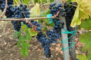 Dobar kvalitet grožđa u Pomoravlju - visoke temperature povećale procenat šećera