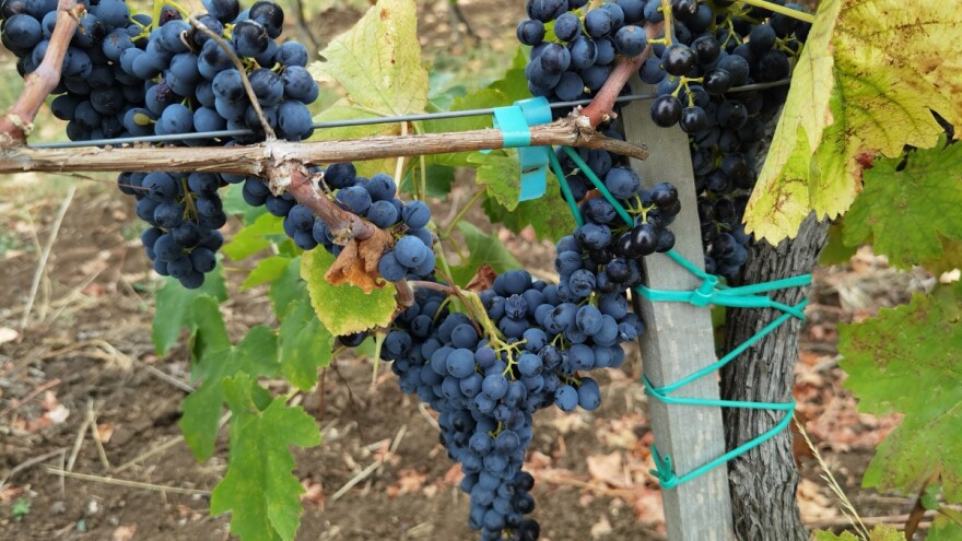 Dobar kvalitet grožđa u Pomoravlju - visoke temperature povećale procenat šećera