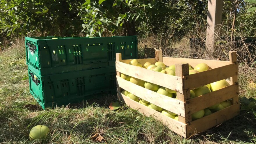 Vremenske neprilike prepolovile rod jabuke u Kaću