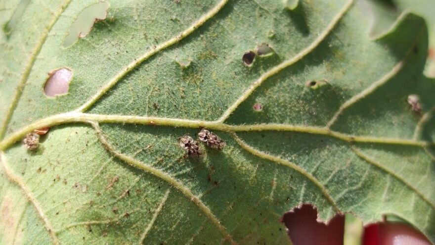 Hrastova mrežasta stenica najopasnija po hrast lužnjak - može li se suzbiti?