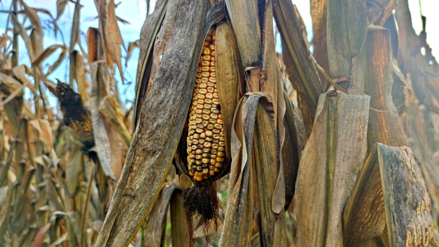 Lancet: Kraće je vrijeme sazrijevanja, a prinosi kukuruza, soje i pšenice sve niži