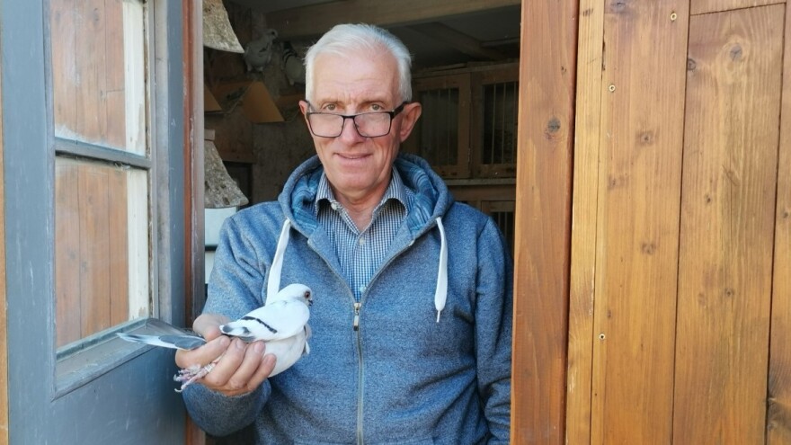 Italijanski galebić: Uzgoj počeo u Švajcarskoj, nastavio u Srbiji