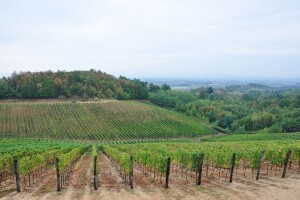 Svećenik uputio apel za spašavanje vinograda Banjalučke biskupije