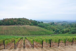 Svećenik spašava biskupijski vinograd - slab odziv na radnu akciju, troškovi veliki