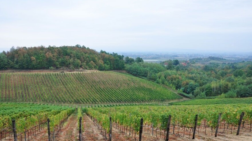 Svećenik spašava biskupijski vinograd - slab odziv na radnu akciju, troškovi veliki