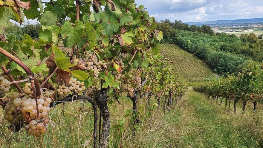 Susjedi pomažu svećeniku da pobere grožđe prije kiše - niko se nije javio na apel