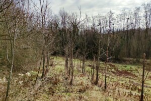 Zašto Hrvatska nema upisanih proizvođača kultura kratkih ophodnji za biomasu?