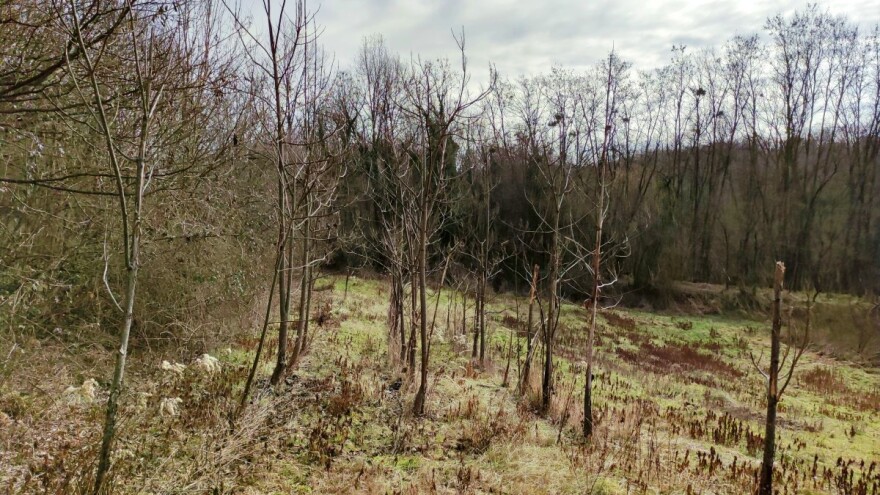 Zašto Hrvatska nema upisanih proizvođača kultura kratkih ophodnji za biomasu?