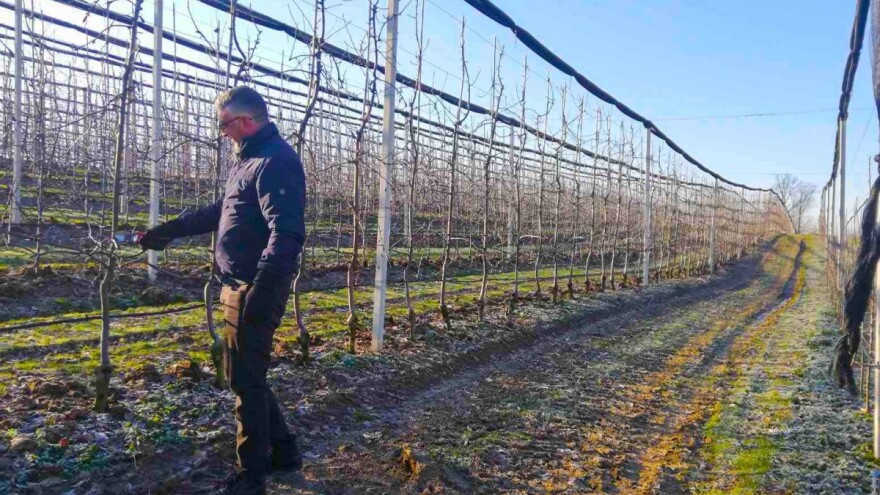Voćarima Semberije i Majevice ove zime pune ruke posla, radna snaga poskupila