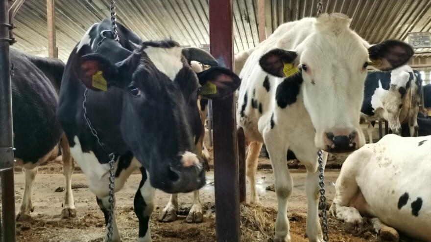 Definitivna odluka mljekara – na novu cijenu računajte PDV i to od ovog mjeseca