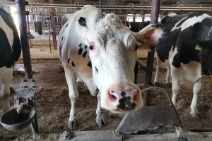Raste količina prikupljenog kravljeg mlijeka u FBiH