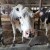 Raste količina prikupljenog kravljeg mlijeka u FBiH