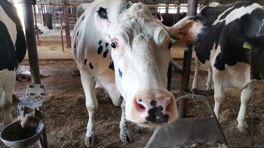Dogovoreno povećanje otkupne cijene mlijeka u USK