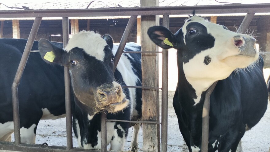 Stotine mljekara u grupi – inicijativa o višoj cijeni mlijeka odjeknula regionom