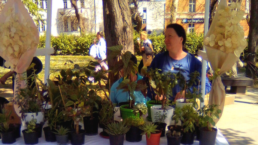 Ne pretjerujte sa sunčanjem kaktusa, za osunčane prozore birajte drugo cvijeće