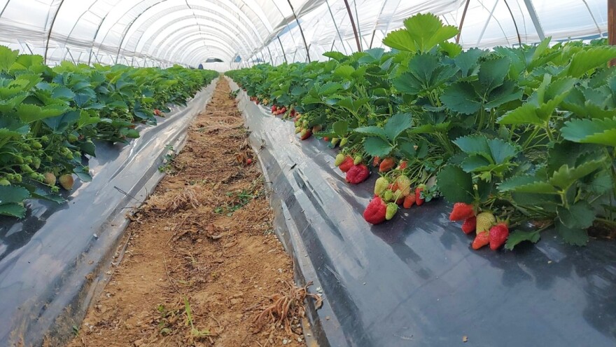 Stigle su prve vrgoračke jagode - znate li kako ih prepoznati?