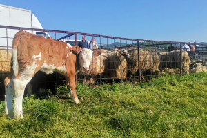 Kako farmeri kupuju grla - stočari u ploču, struka u klin?