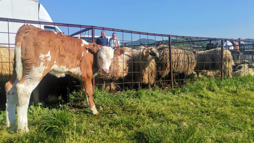 Kako farmeri kupuju grla - stočari u ploču, struka u klin?