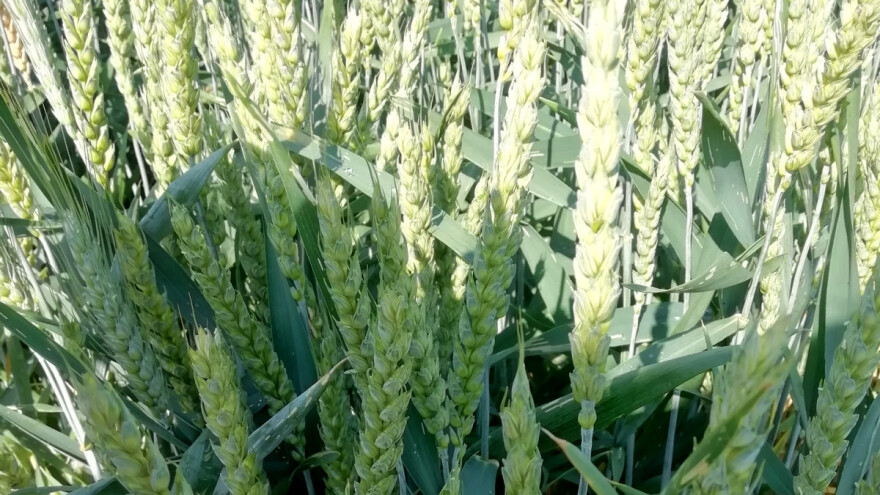 Usjevi pšenice u dobrom zdravstvenom stanju - najbitnije je kako će se zrno naliti