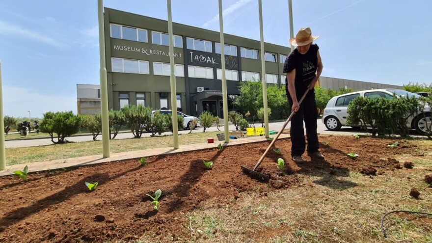 Hercegovci čuvaju sjeme - može li duhanska proizvodnja ponovo zaživjeti?