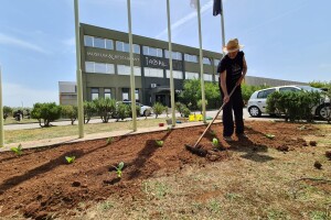 Hercegovci čuvaju sjeme - može li duhanska proizvodnja ponovo zaživjeti?