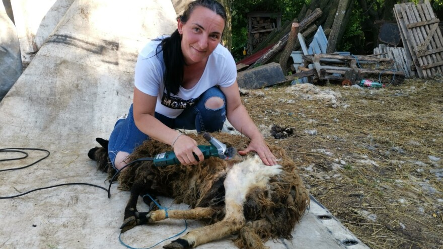 Šišanje ovaca: Za 12 minuta ošiša dve