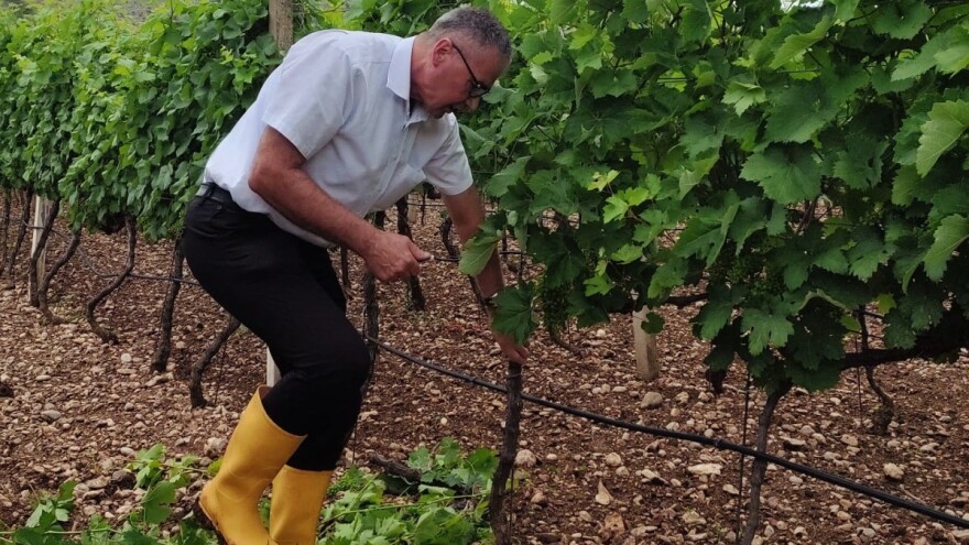 Pup uzmite na vrijeme i čuvajte u frižideru do kalemljenja - kako?