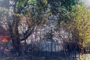Veliki požar u Puli koji se brzo širio zbog jake bure stavljen pod kontrolu