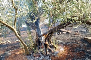 Pogledajte katastrofu nakon požara u neumskim maslinicima